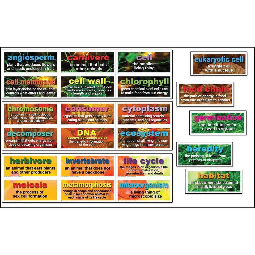 48 Life Science Testing Words Mini Bulletin Board Set Carson Dellosa CD-410077 