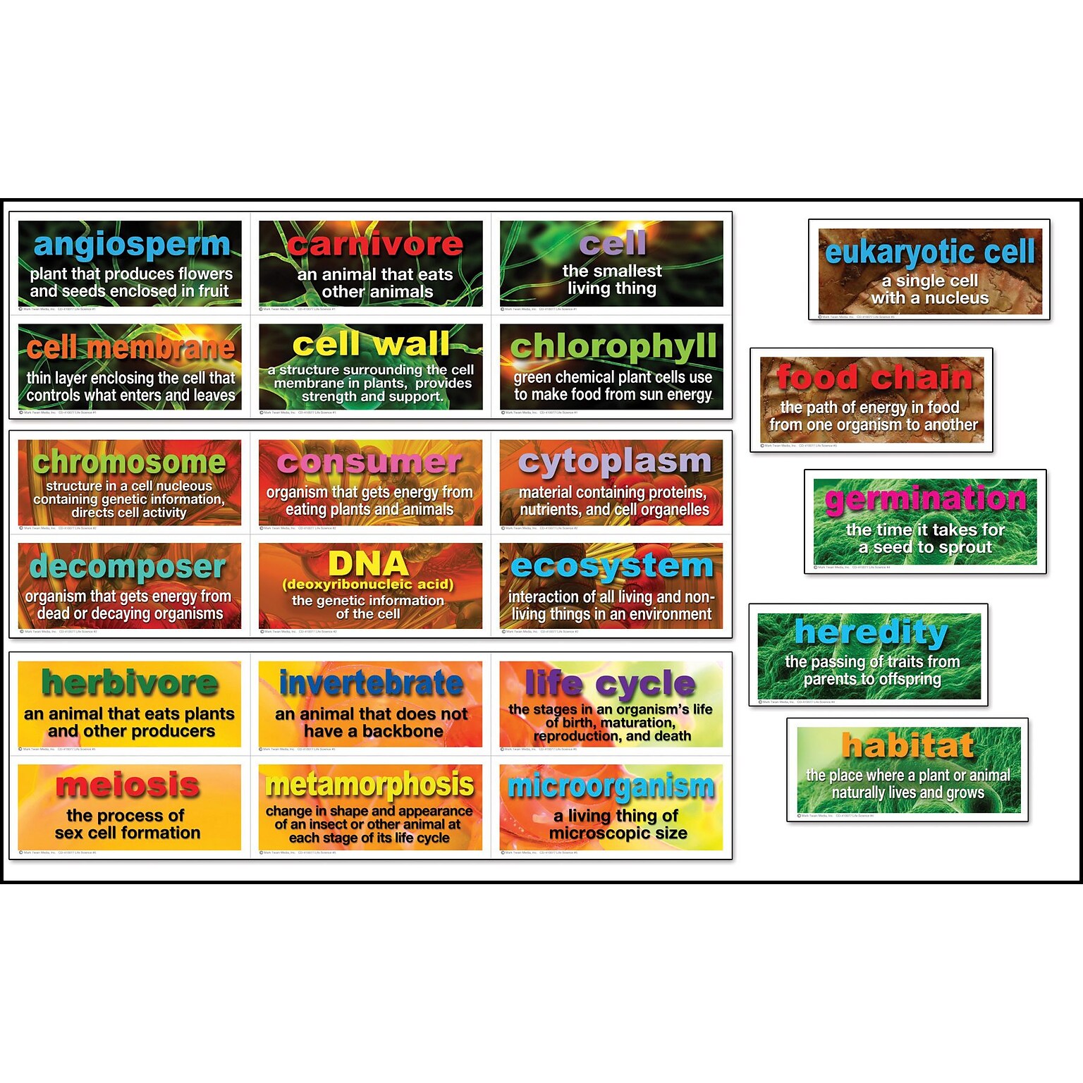 Mark Twain 48 Life Science Testing Words Bulletin Board Set