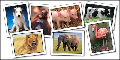 Key Education Favorite Animals Learning Cards