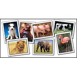 Key Education Favorite Animals Learning Cards