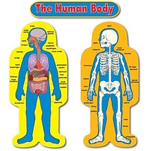 Carson-Dellosa Child-Size Human Body Bulletin Board Set