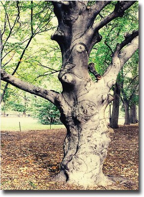 Trademark Global Ariane Moshayedi Tree Canvas Art, 22 x 32