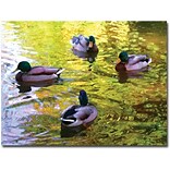 Trademark Global Amy Vangsgard Four Ducks on Pond Canvas Art, 24 x 32
