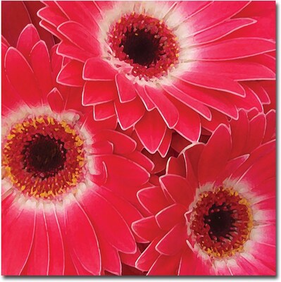 Trademark Global Amy Vangsgard Magenta Gerbers Canvas Art, 35 x 35