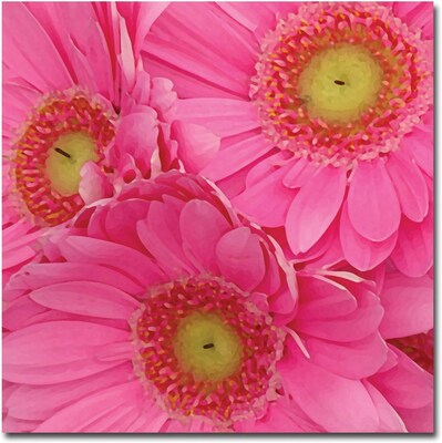 Trademark Global Amy Vangsgard Pink Gerber Daisies Canvas Art, 24 x 24
