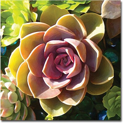 Trademark Global Amy Vangsgard Succulent Pond VI Canvas Art, 24 x 24