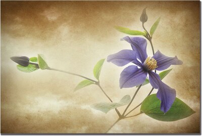 Trademark Global Philippe Sainte Laudy Clemantis Lamiginose Canvas Art, 22 x 32