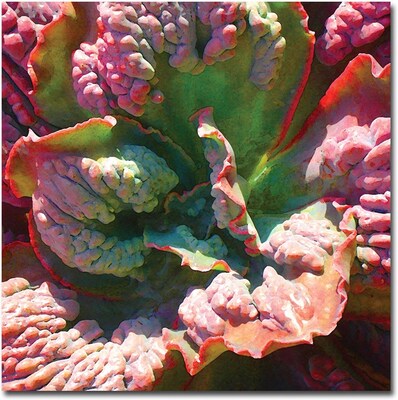 Trademark Global Amy Vangsgard Succulent Square IV Canvas Art, 18 x 18