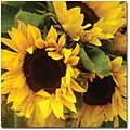 Trademark Global Amy Vangsgard Sunflowers Canvas Art, 24 x 24