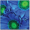 Trademark Global Amy Vangsgard Blue Gerber Daisies Canvas Art, 18 x 18