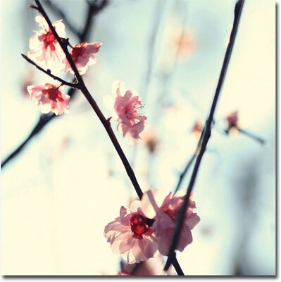 Trademark Global Beata Czyzowska Young My Spring Canvas Art, 35 x 35