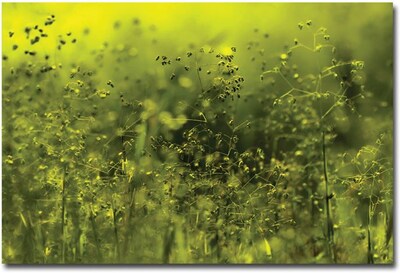 Trademark Global Beata Czyzowska Young Symphony in Green Canvas Art, 16 x 24
