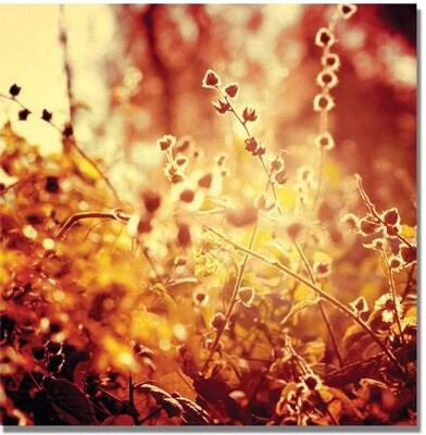 Trademark Global Beata Czyzowska Young Sunset in my Garden Canvas Art, 35 x 35
