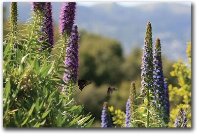 Trademark Global Colleen Proppe Angel Island Butterflies Canvas Art, 16 x 24