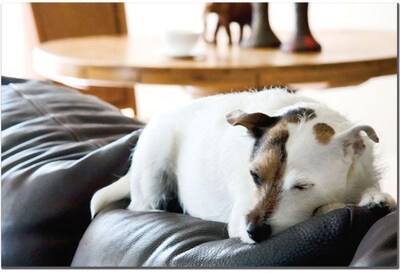 Trademark Global Jack Russel II Canvas Art, 16 x 24