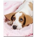 Trademark Global Basset Pup in a Blan Canvas Art, 32 x 26