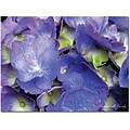 Trademark Global Kathie McCurdy Hydrangea Canvas Art, 18 x 24