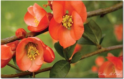 Trademark Global Kathie McCurdy Quince Canvas Art, 14 x 19