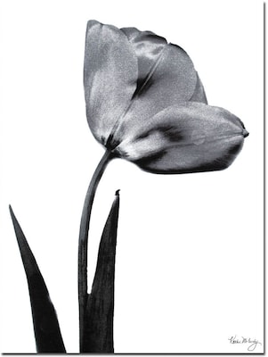 Trademark Global Kathie McCurdy Tulip Canvas Art, 24 x 18