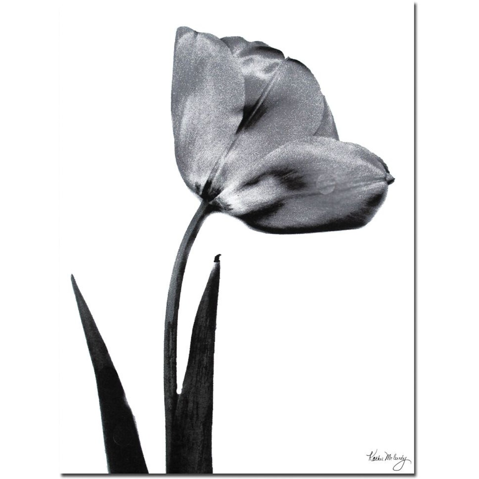 Trademark Global Kathie McCurdy Tulip Canvas Art, 24 x 18