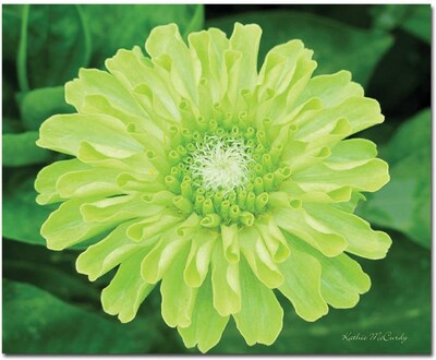 Trademark Global Kathie McCurdy Green Envy Zinnia Canvas Art, 26 x 32