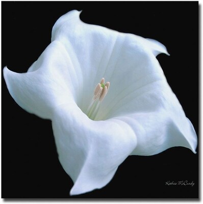 Trademark Global Kathie McCurdy Moonflower Black and White Canvas Art, 35 x 35