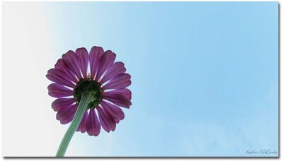Trademark Global Kathie McCurdy Under the Zinnia Canvas Art, 24 x 47