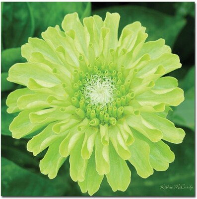 Trademark Global Kathie McCurdy Green Envy Zinnia Canvas Art, 24 x 24