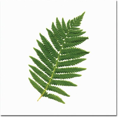Trademark Global Kathie McCurdy Simple Fern Canvas Art, 35 x 35
