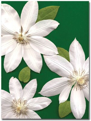 Trademark Global Kathie McCurdy White Clemantis Canvas Art