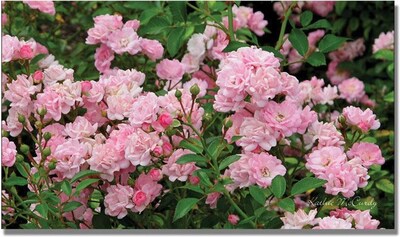 Trademark Global Kathie McCurdy Pink Roses Canvas Art, 30 x 47