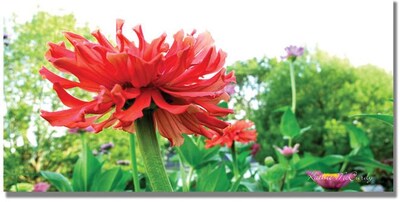 Trademark Global Kathie McCurdy Zinnia Garden Canvas Art, 24 x 47