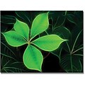 Trademark Global Kathie McCurdy Big Green Leaf Canvas Art, 18 x 24
