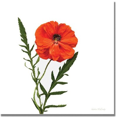 Trademark Global Kathie McCurdy Poppy Canvas Art, 35 x 35