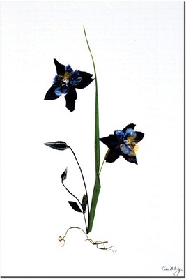 Trademark Global Kathie McCurdy Ground Up Canvas Art, 24 x 16