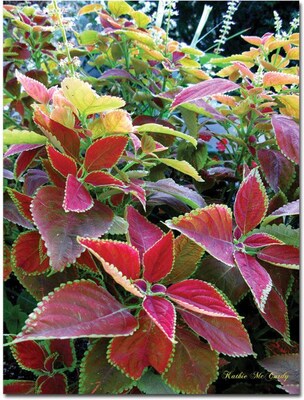 Trademark Global Kathie McCurdy Magical Garden I Canvas Art, 32 x 24