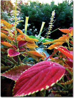 Trademark Global Kathie McCurdy Magical Garden II Canvas Art, 32 x 24