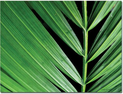 Trademark Global Kathie McCurdy Palm at Night Canvas Art, 24 x 32