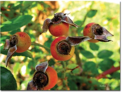 Trademark Global Kathie McCurdy Rose Hips Canvas Art, 24 x 32