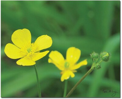 Trademark Global Kathie McCurdy Buttercup Canvas Art, 24 x 32