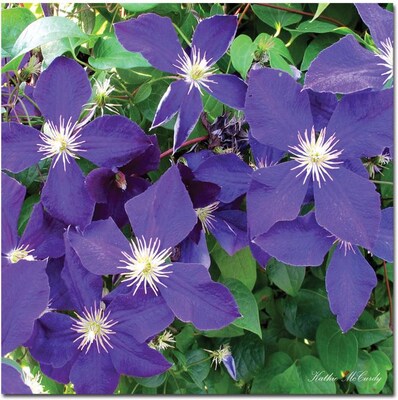 Trademark Global Kathie McCurdy Clematis Canvas Art, 35 x 35