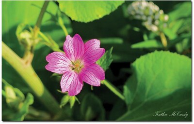 Trademark Global Kathie McCurdy Cranesbill II Canvas Art, 30 x 47