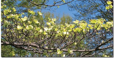 Trademark Global Kathie McCurdy Dogwood Branches Canvas Art, 24 x 47