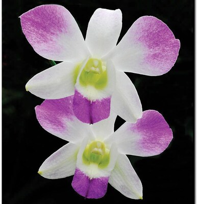 Trademark Global Kurt Shaffer Two Flowers Canvas Art, 32 x 24