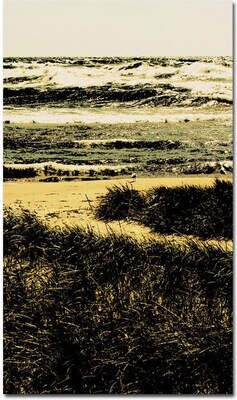 Trademark Global Michelle Calkins The Lone Gull Canvas Art, 32 x 24