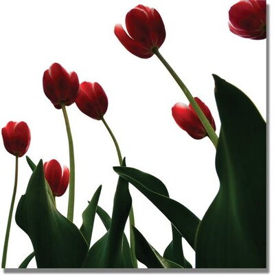 Trademark Global Michelle Calkins Red Tulips from Bottom Up V Canvas Art, 35 x 35