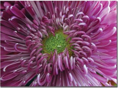 Trademark Global Patty Tuggle Pink Flower Canvas Art, 14 x 19