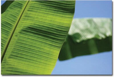 Trademark Global Patty Tuggle Leaves in the Sun Canvas Art, 24 x 32