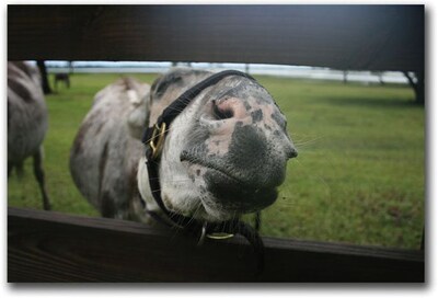 Trademark Global Patty Tuggle Donkey Canvas Art, 16 x 24
