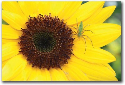 Trademark Global Patty Tuggle Sunflower Canvas Art, 16 x 24